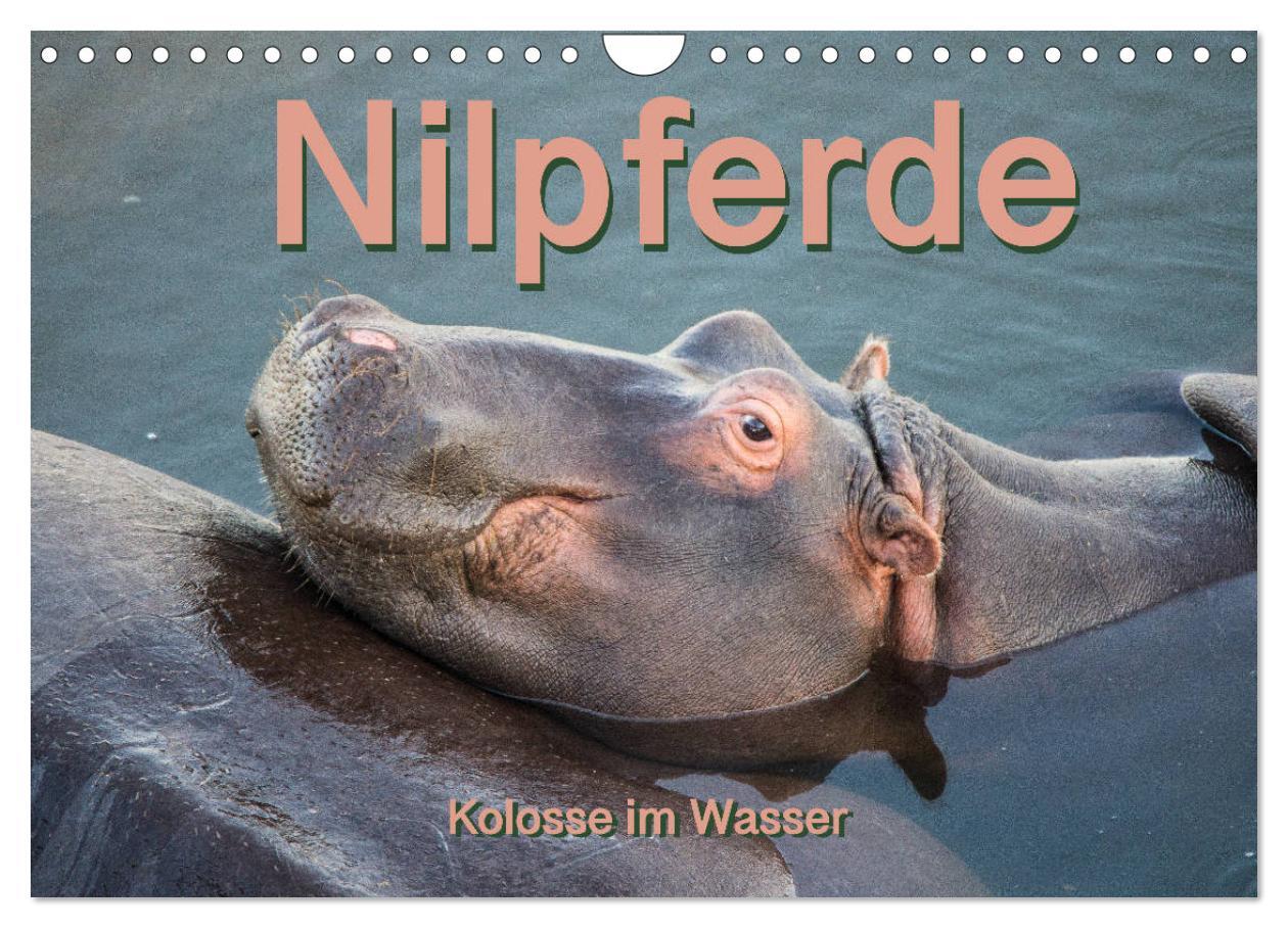 Cover: 9783435328727 | Nilpferde, Kolosse im Wasser (Wandkalender 2025 DIN A4 quer),...