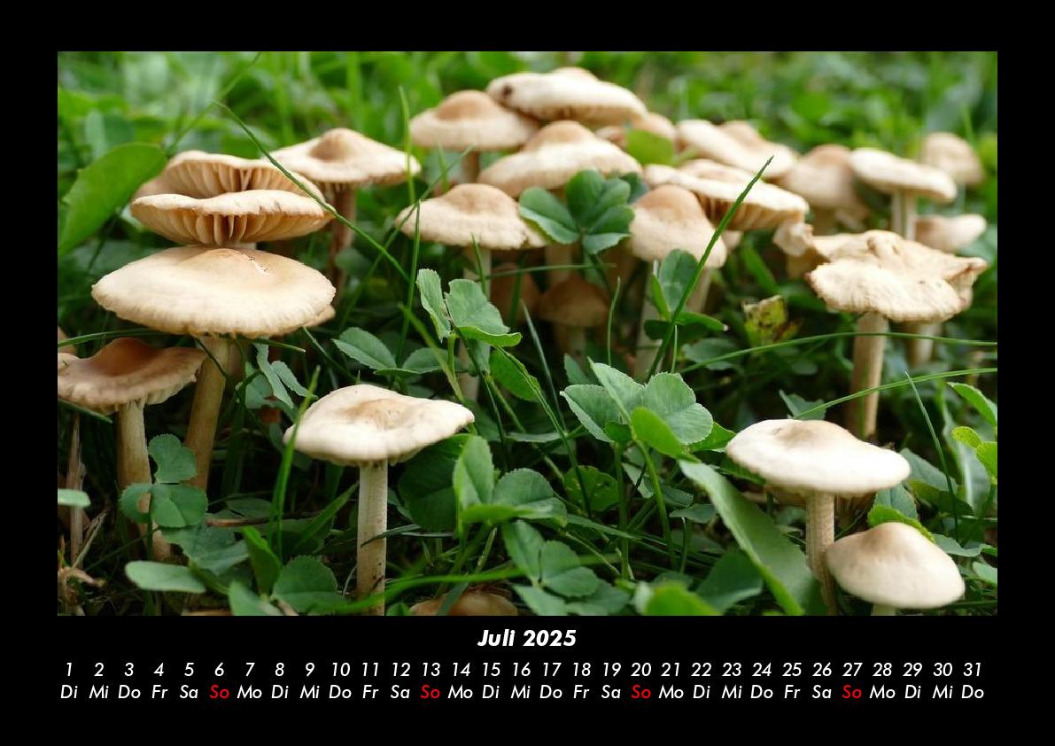 Bild: 9783755975960 | Pilzkalender 2025 Fotokalender DIN A3 | Tobias Becker | Kalender