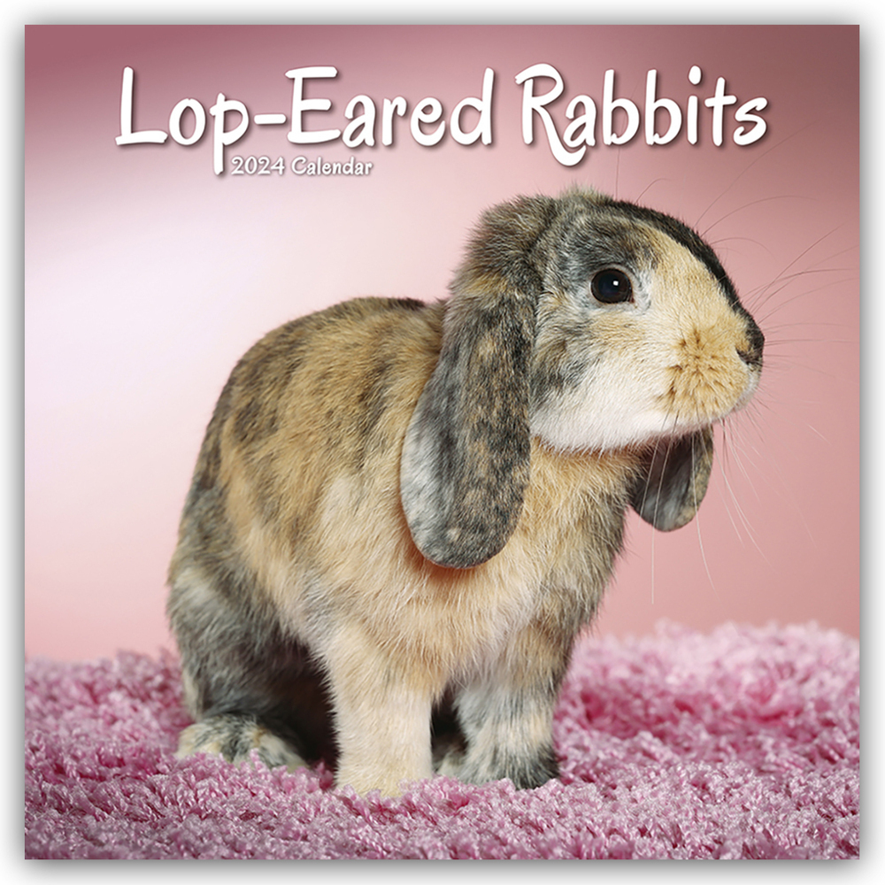 Cover: 9781804601556 | Lop-eared Rabbits - Widderkaninchen 2024 - 16-Monatskalender | Ltd