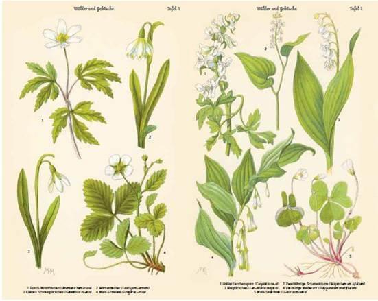 Bild: 9783421040657 | Bilder-Atlas der Frühlingsblumen | Buch | Deutsch | 2018 | DVA