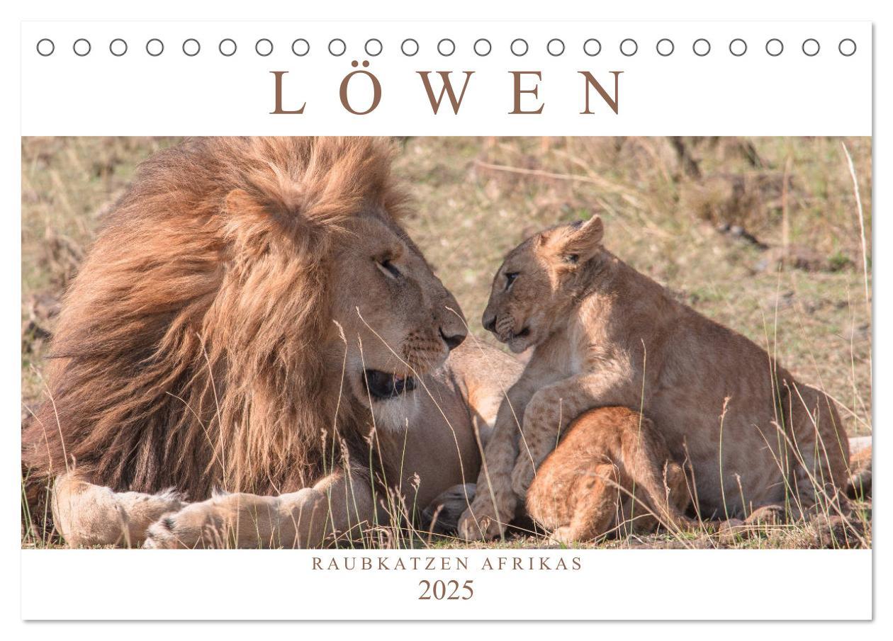 Cover: 9783435717125 | Löwen - Raubkatzen Afrikas (Tischkalender 2025 DIN A5 quer),...