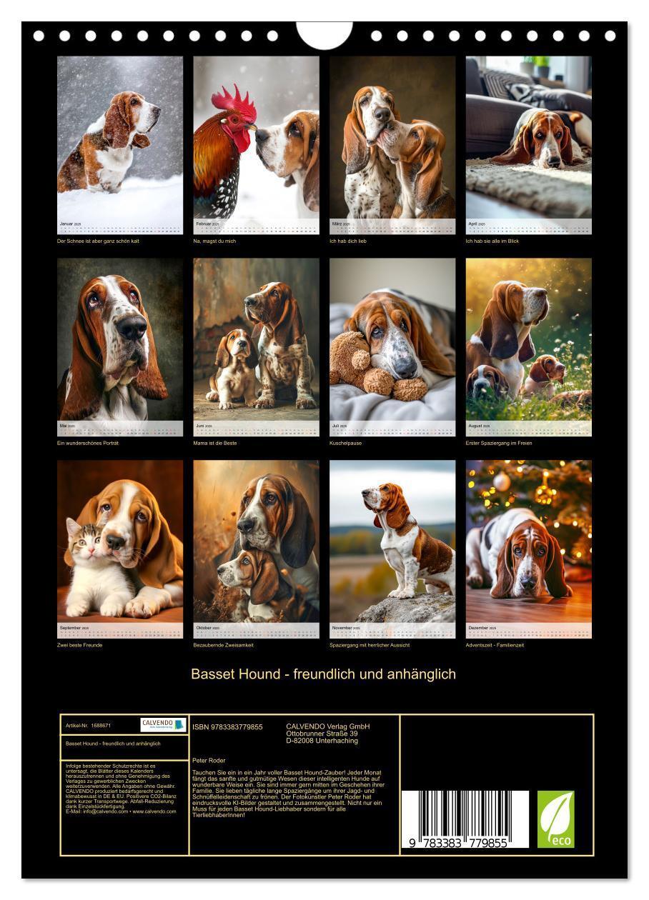 Bild: 9783383779855 | Basset Hound - freundlich und anhänglich (Wandkalender 2025 DIN A4...