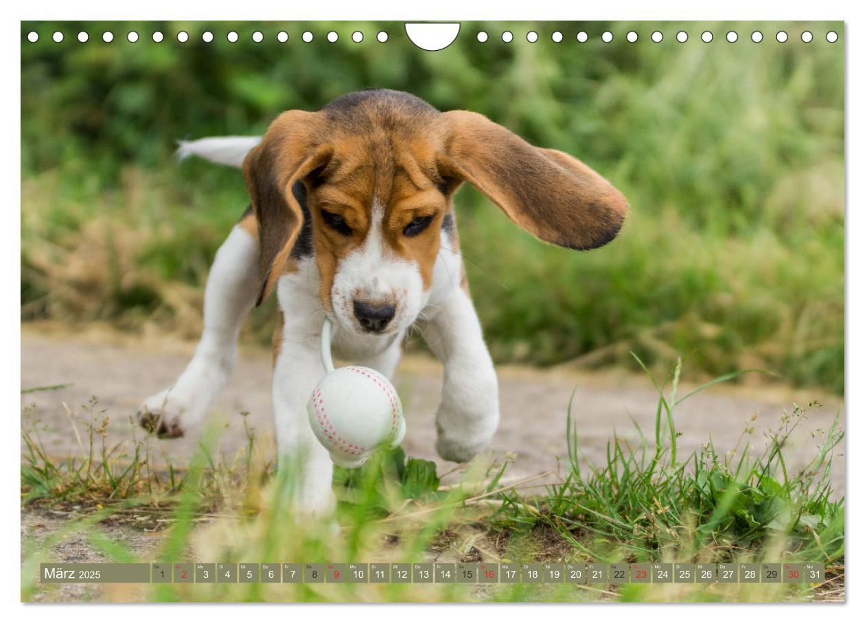 Bild: 9783435574896 | Beaglebabys auf Entdeckungstour (Wandkalender 2025 DIN A4 quer),...