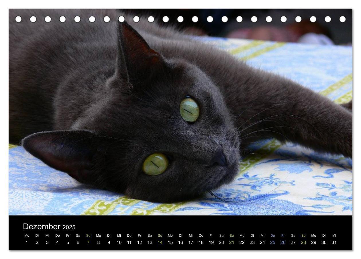 Bild: 9783435677405 | Katzensprung (Tischkalender 2025 DIN A5 quer), CALVENDO Monatskalender