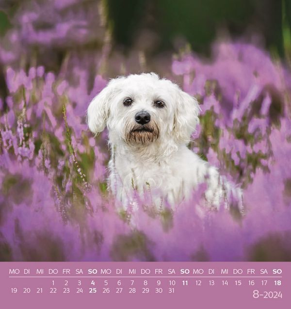 Bild: 9783731869528 | Hunde 2024 | aufstellbarer Postkartenkalender | Korsch Verlag | 13 S.
