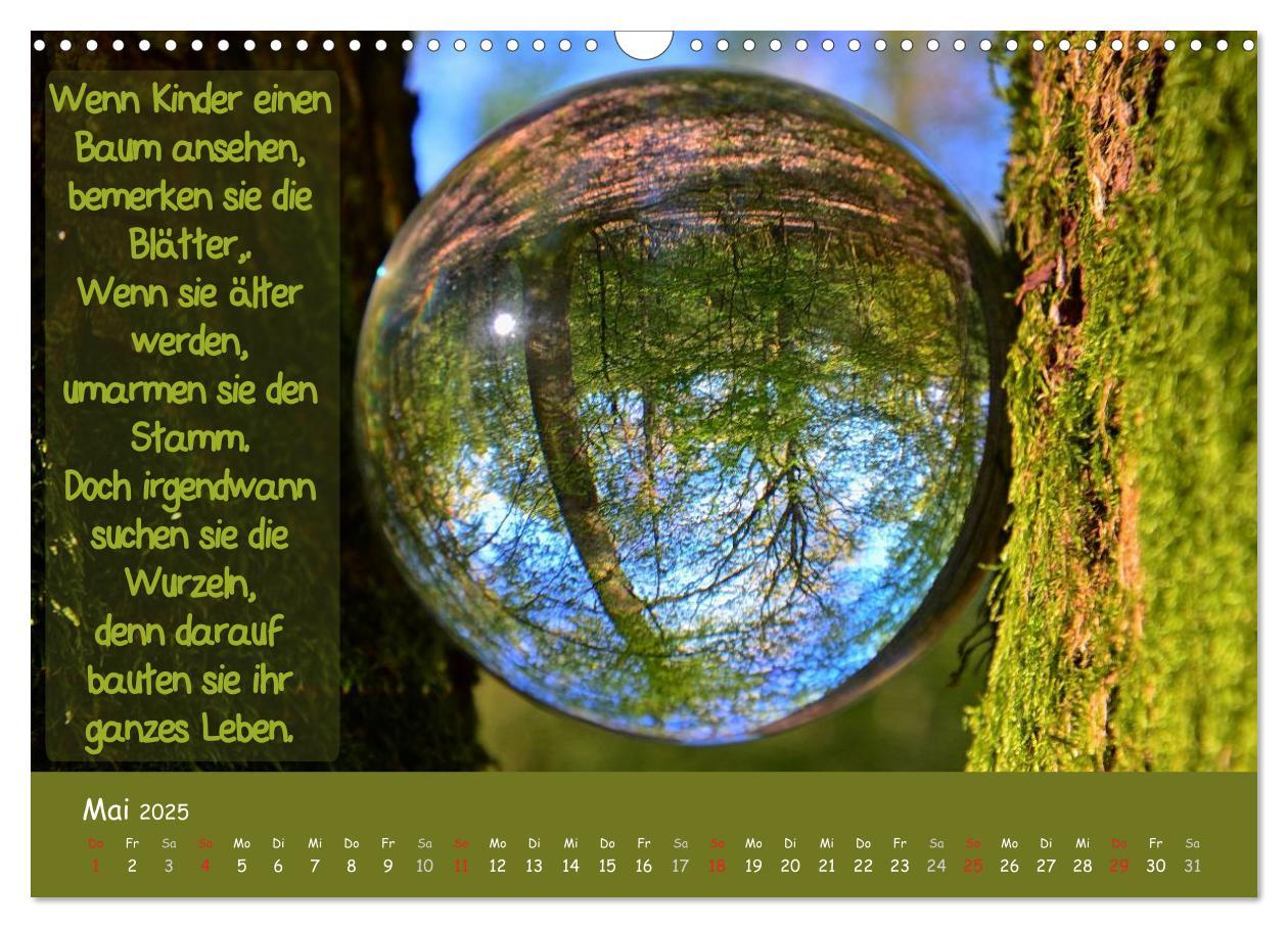 Bild: 9783435486960 | Wunderbare Waldkugeln (Wandkalender 2025 DIN A3 quer), CALVENDO...