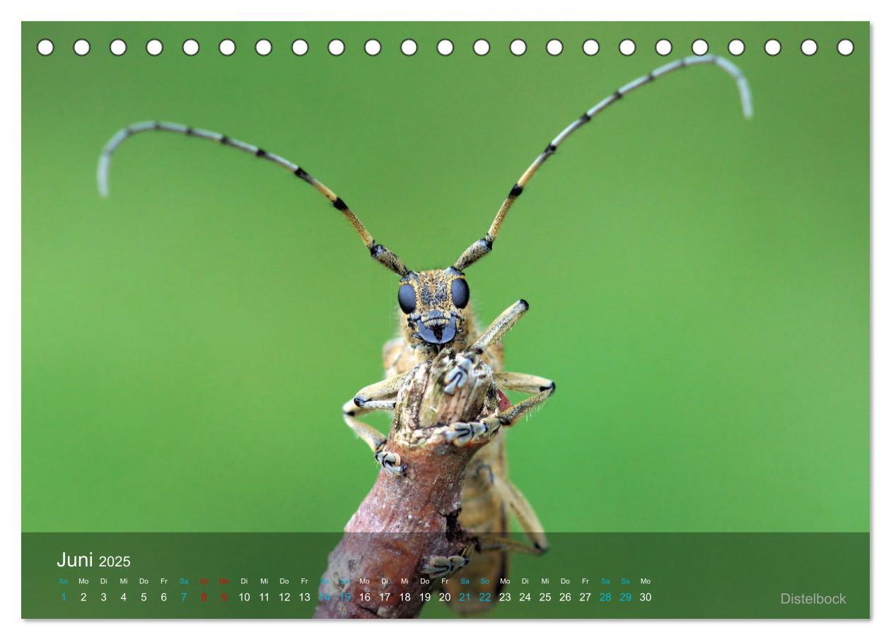 Bild: 9783383987816 | Kleine Kostbarkeiten Insekten (Tischkalender 2025 DIN A5 quer),...