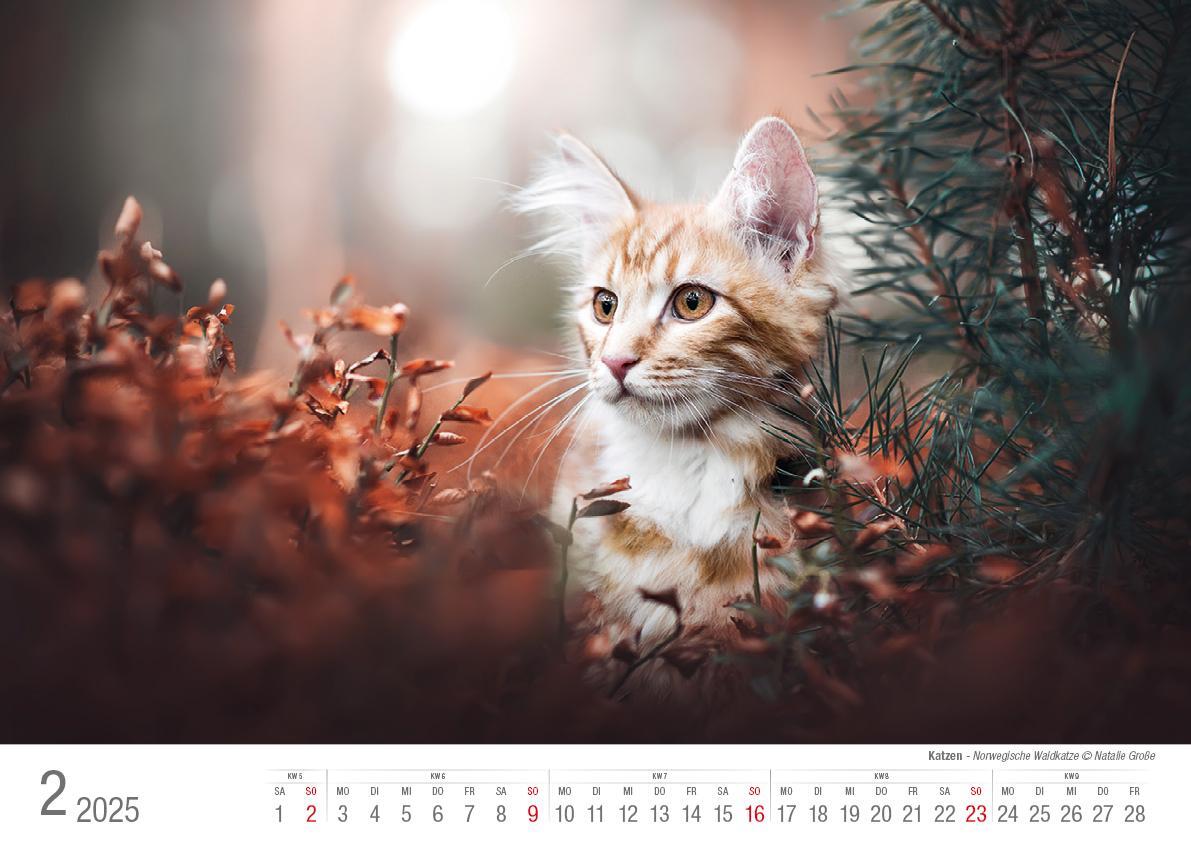 Bild: 9783965352360 | Katzen 2025 Bildkalender A3 quer - Natalie Große | Holger Klaes | 2025