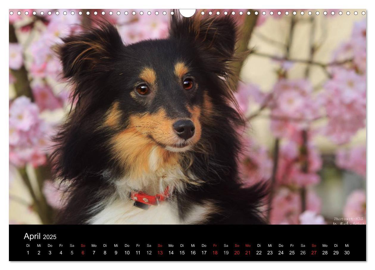 Bild: 9783435752355 | Shelties 2025 (Wandkalender 2025 DIN A3 quer), CALVENDO Monatskalender