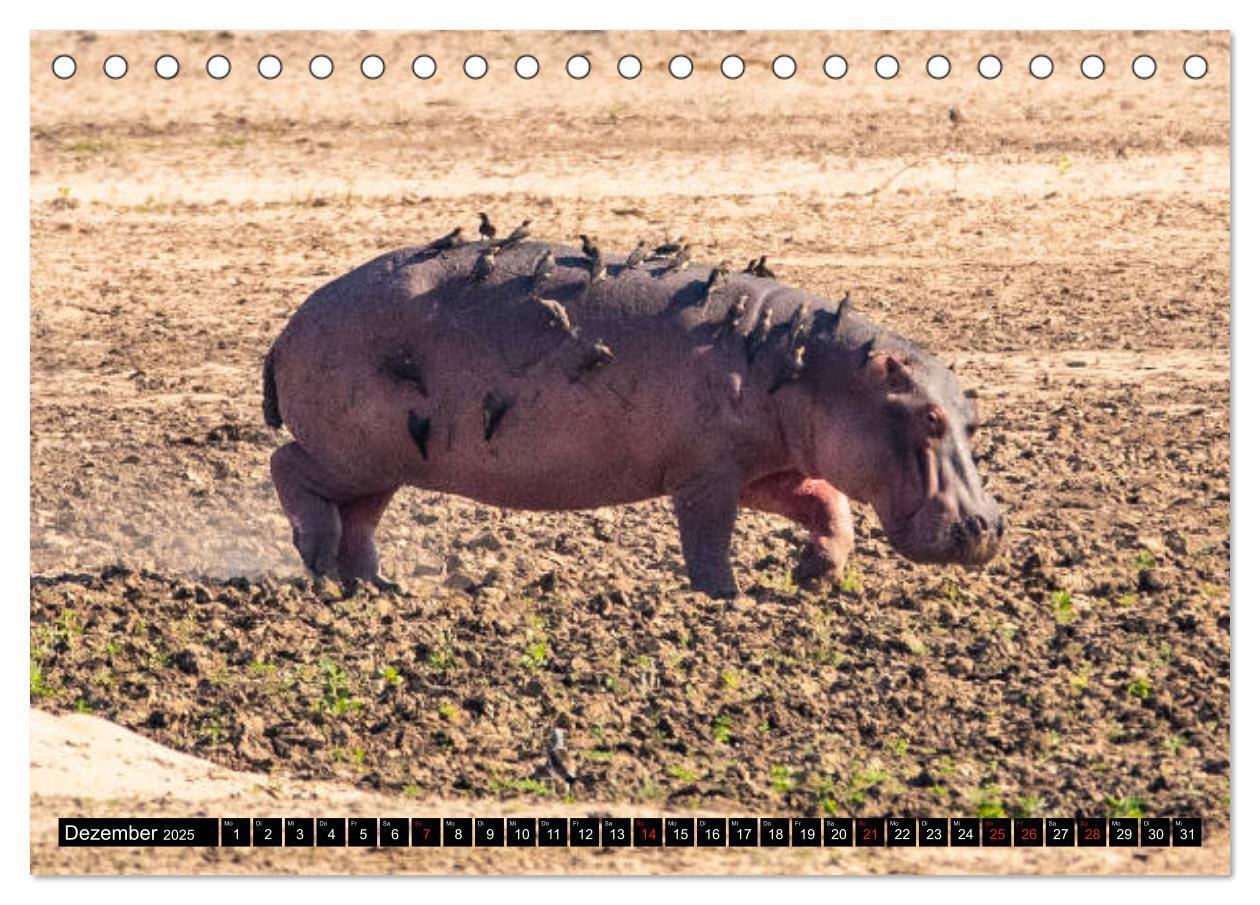 Bild: 9783435298242 | Hippos im südlichen Afrika (Tischkalender 2025 DIN A5 quer),...