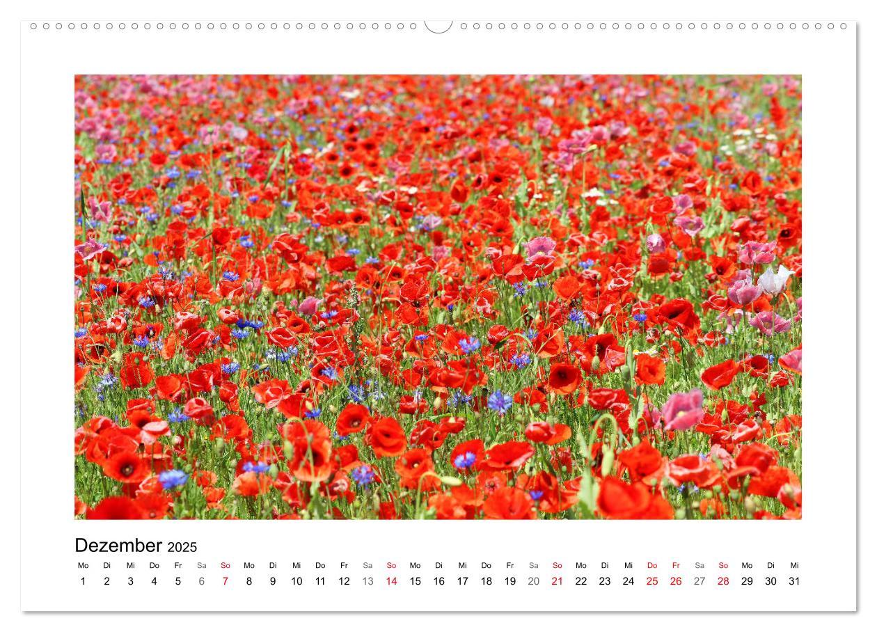 Bild: 9783435135431 | Mohn, zarte Blüten, starke Farben (Wandkalender 2025 DIN A2 quer),...