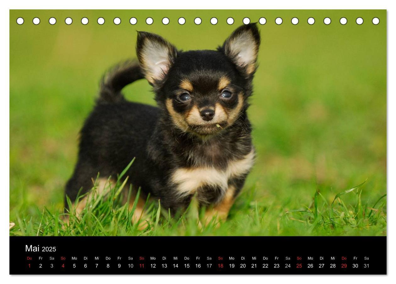 Bild: 9783435766000 | Chihuahua - Kleine Hunde ganz groß (Tischkalender 2025 DIN A5...