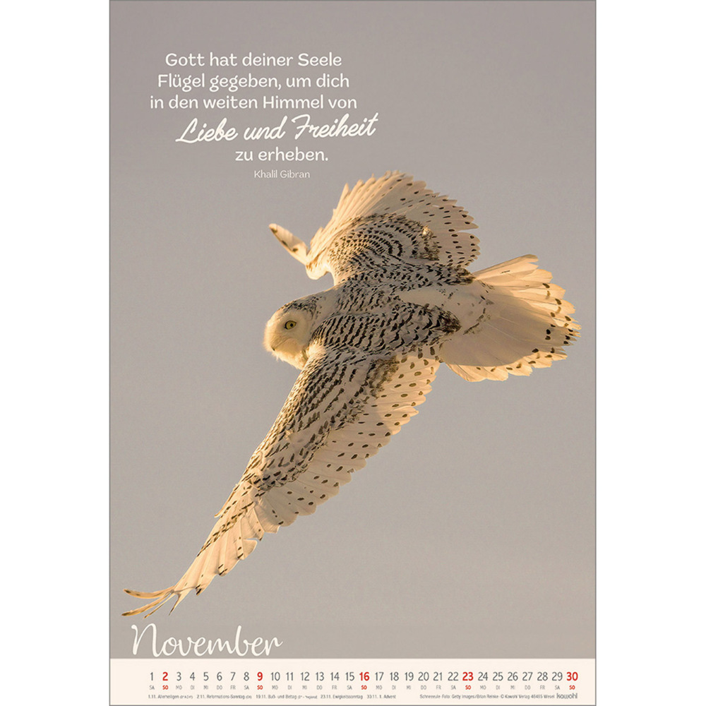 Bild: 9783754804254 | Beflügelt und getragen 2025 | Vögel | Kalender | 14 S. | Deutsch