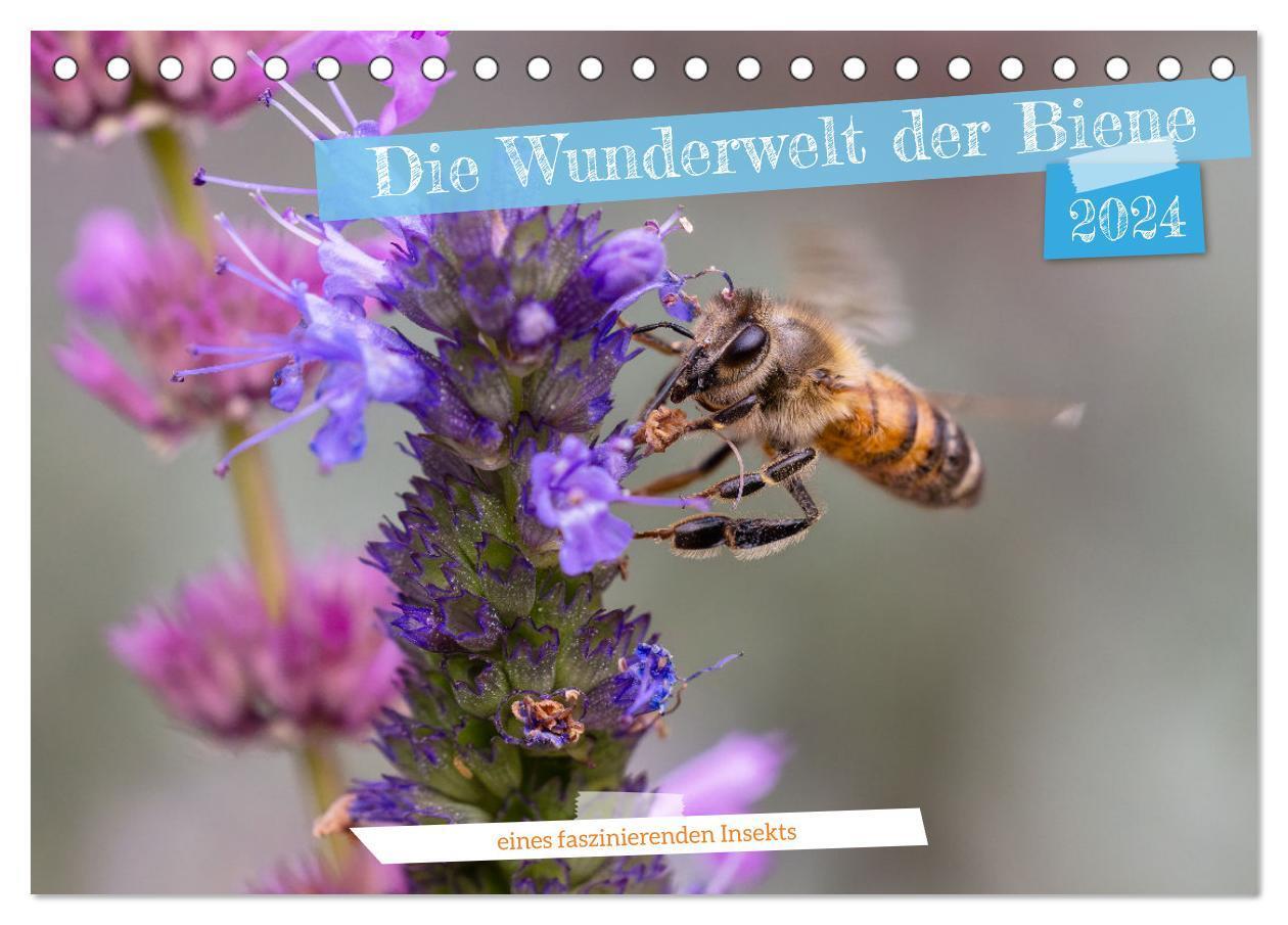 Cover: 9783383740206 | Die Wunderwelt der Biene (Tischkalender 2024 DIN A5 quer), CALVENDO...