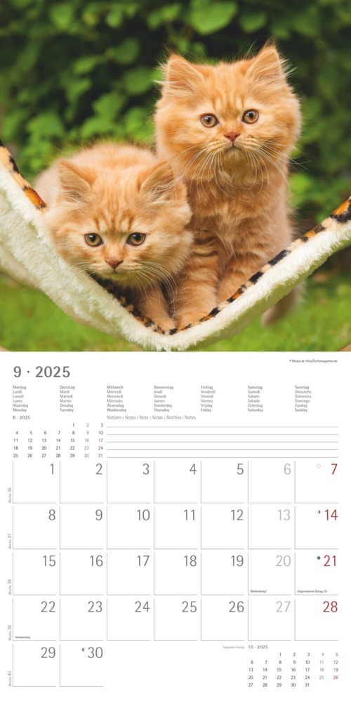 Bild: 4251732340681 | Katzenbabys 2025 - Broschürenkalender 30x30 cm (30x60 geöffnet) -...