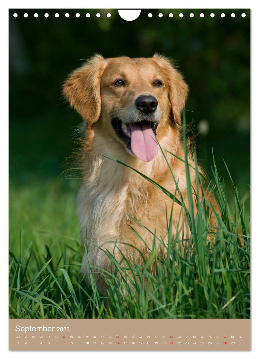 Bild: 9783457065129 | Golden Retriever (Wandkalender 2025 DIN A4 hoch), CALVENDO...