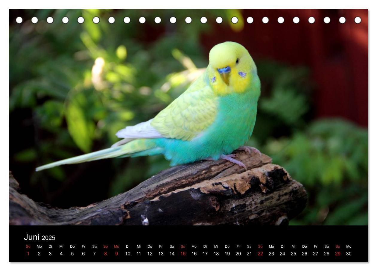 Bild: 9783435812158 | Wellensittiche - Naturkalender (Tischkalender 2025 DIN A5 quer),...