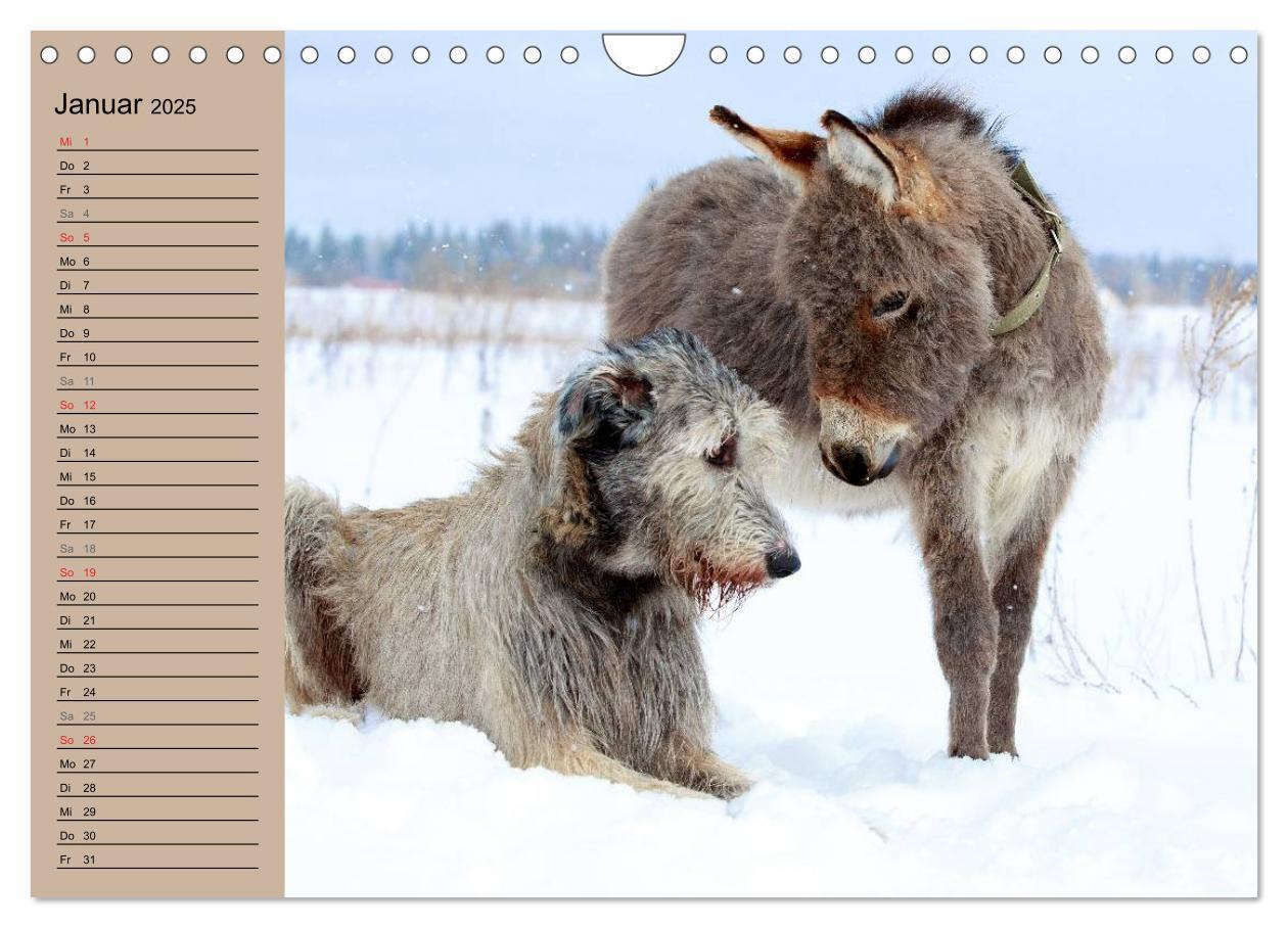 Bild: 9783435655137 | Das Esel-Paradies - Hunde und andere Feunde (Wandkalender 2025 DIN...