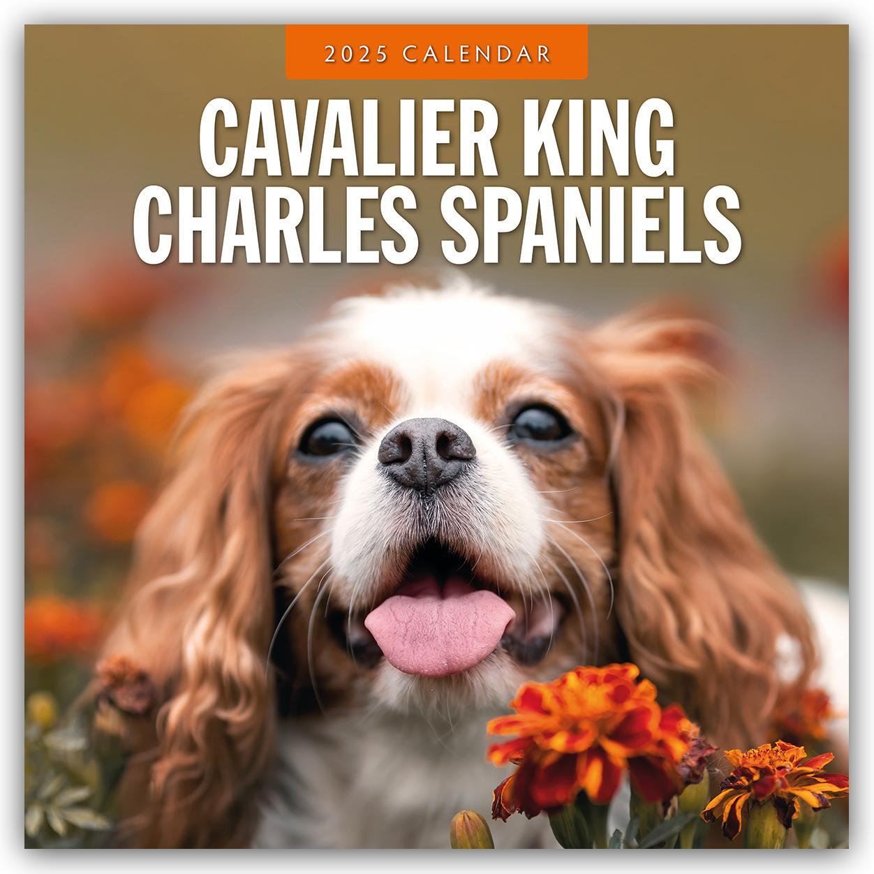 Cover: 9781804424445 | Cavalier King Charles Spaniels - Cavalier King Charles Spaniel 2025...