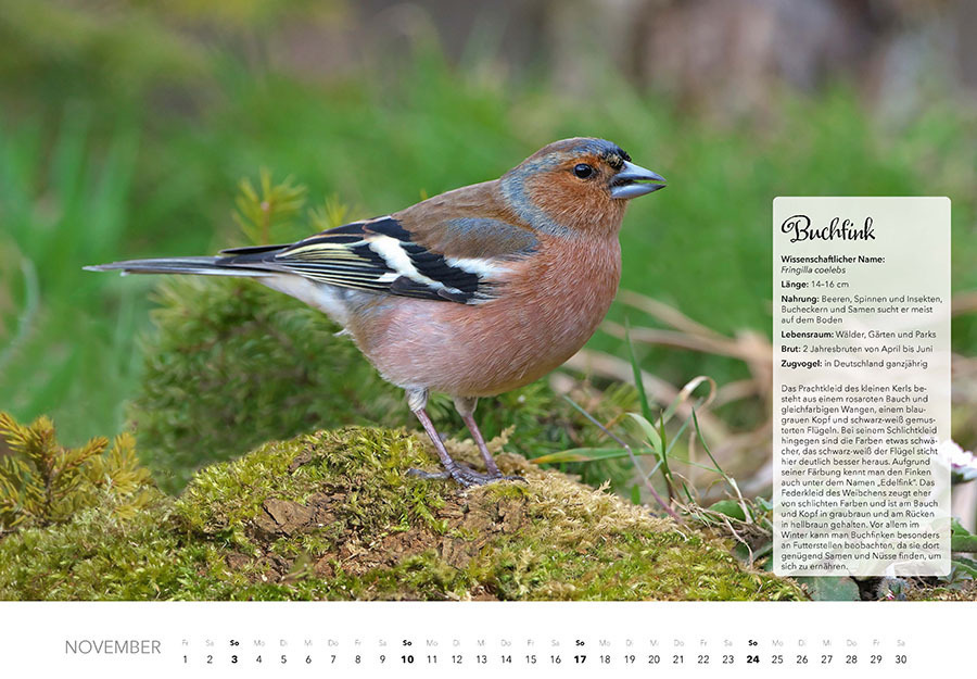 Bild: 9783966646253 | Unsere Gartenvögel Kalender 2024 | Kalender | Spiralbindung | 14 S.