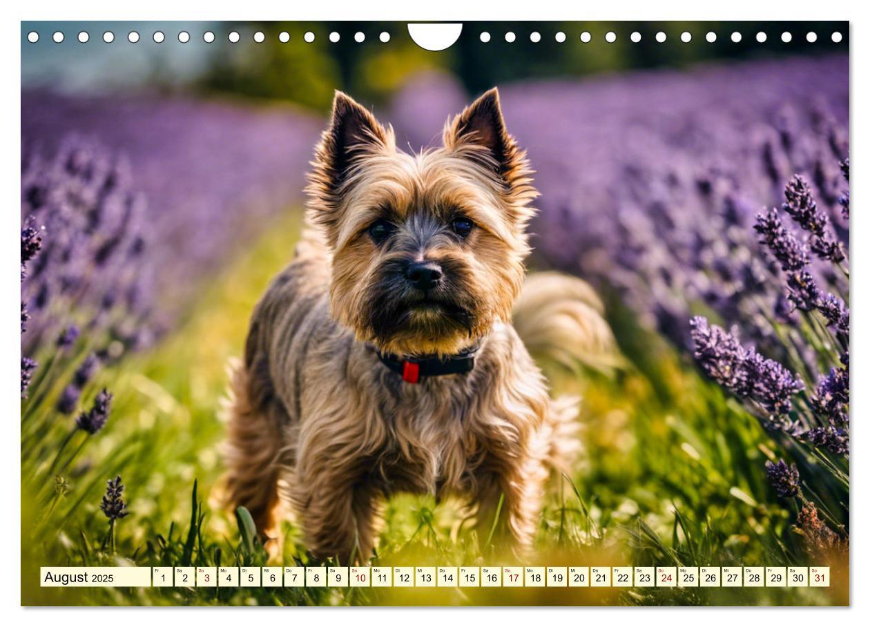 Bild: 9783435408429 | Cairn Terrier - lustiges Raubein aus Schottland (Wandkalender 2025...