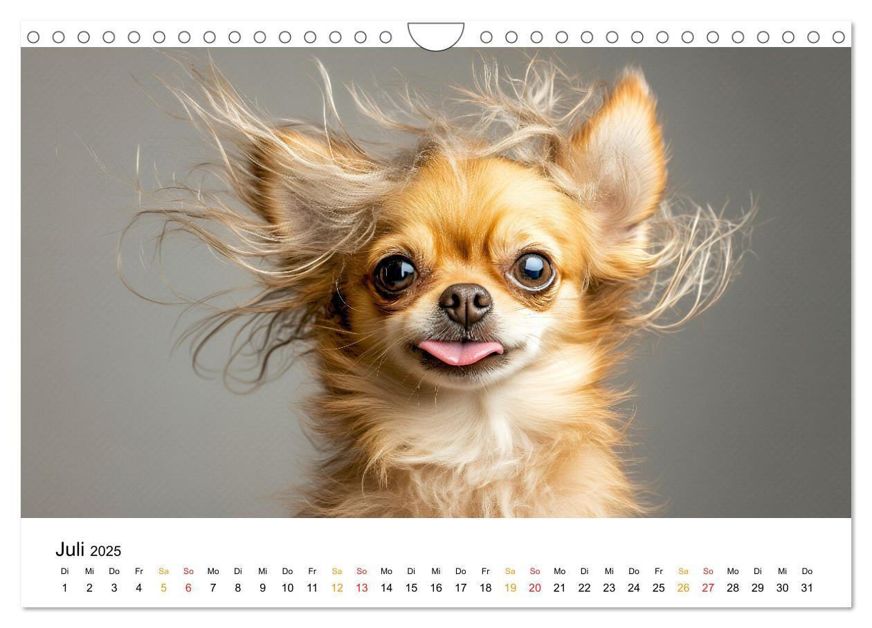 Bild: 9783457236932 | Chihuahua - kleine Energiebündel (Wandkalender 2025 DIN A4 quer),...