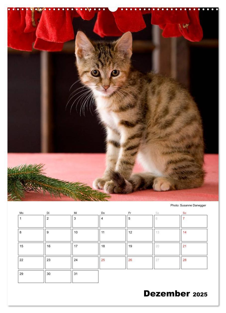 Bild: 9783457086063 | Katzenkinder - Impressionen (Wandkalender 2025 DIN A2 hoch),...