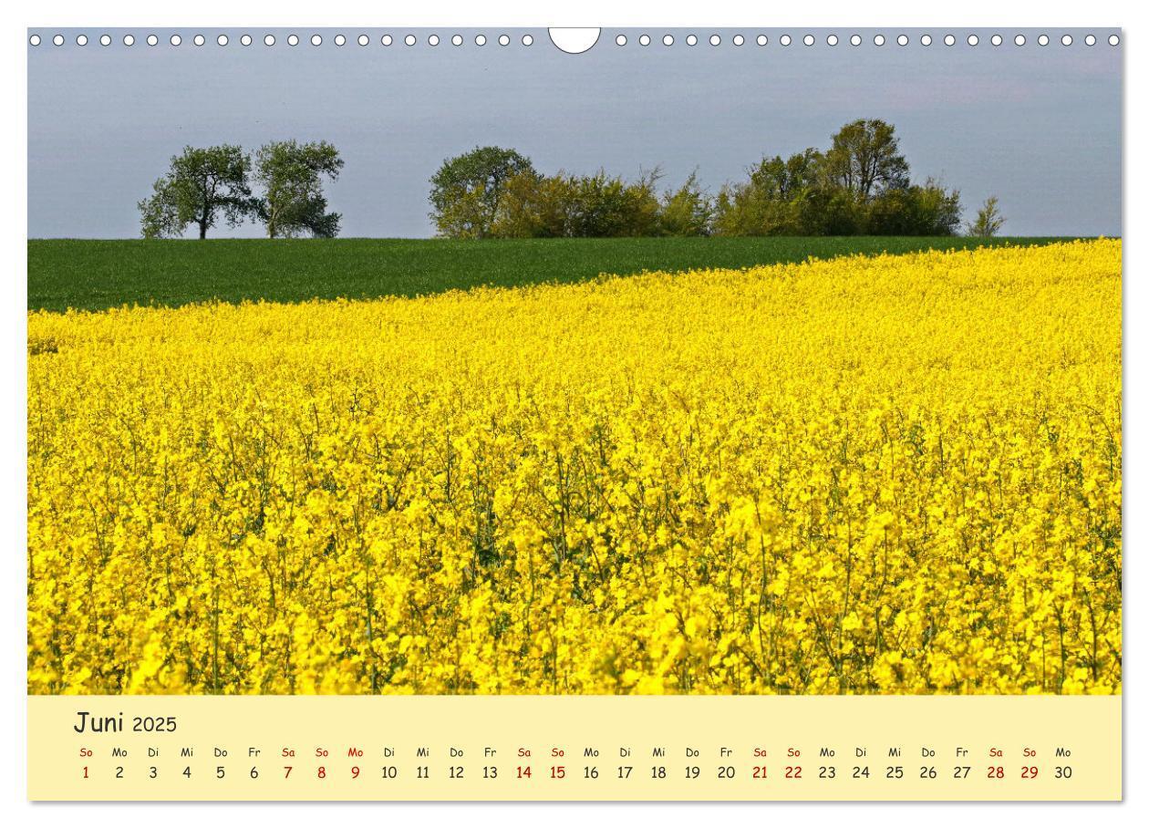 Bild: 9783435095162 | Rapsblüte an der Ostsee (Wandkalender 2025 DIN A3 quer), CALVENDO...