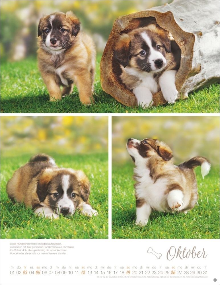 Bild: 9783756405329 | Hundekinder Posterkalender 2025 | Monika Wegler | Kalender | 14 S.