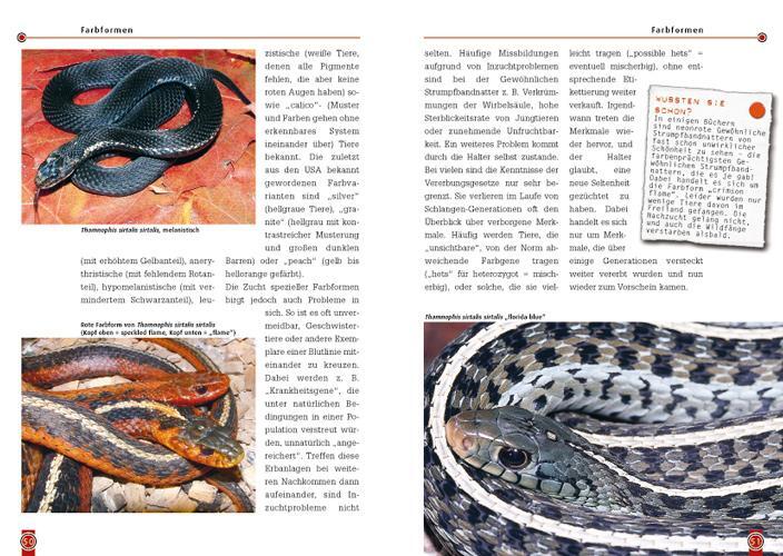 Bild: 9783937285368 | Die Strumpfbandnatter | Thamnophis sirtalis | Martin Hallmen | Buch