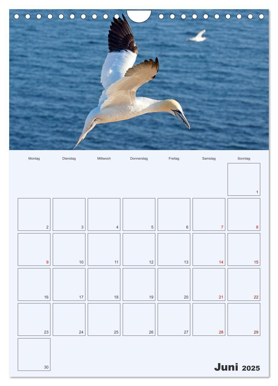 Bild: 9783435869565 | Wildes Leben auf Helgoland (Wandkalender 2025 DIN A4 hoch),...