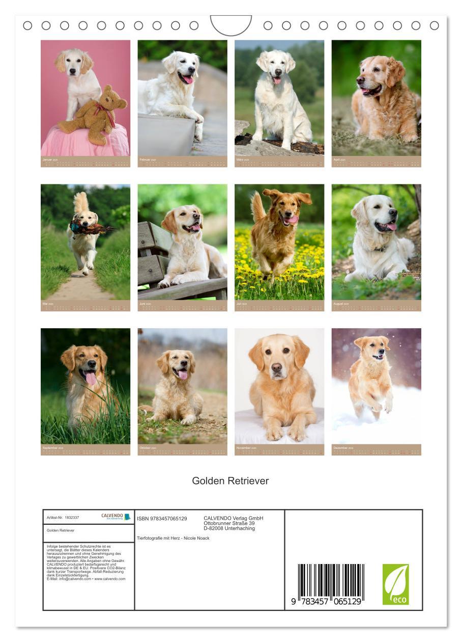 Bild: 9783457065129 | Golden Retriever (Wandkalender 2025 DIN A4 hoch), CALVENDO...