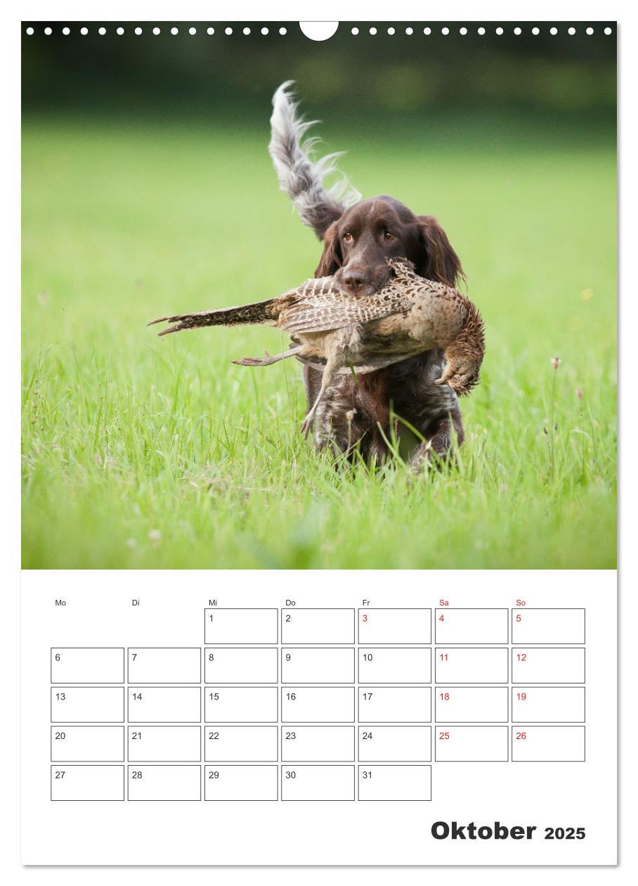 Bild: 9783457163399 | Geboren um zu Jagen. Der kleine Münsterländer (Wandkalender 2025...