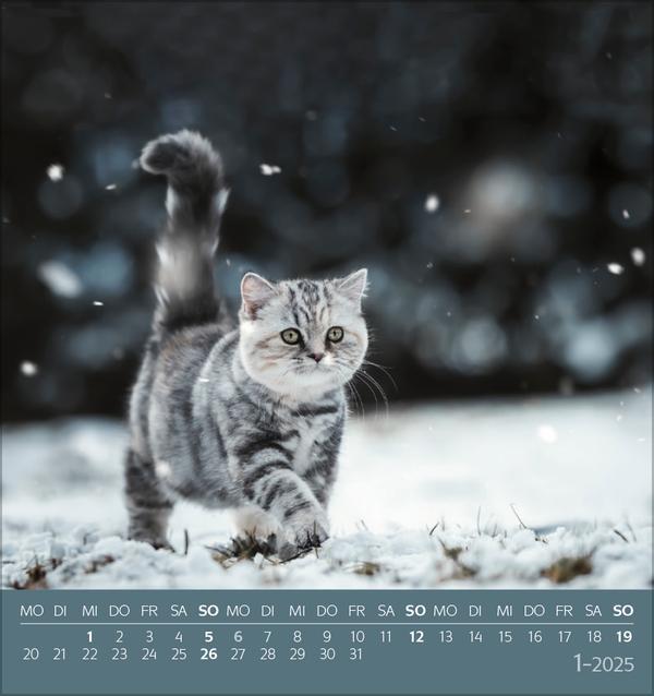 Bild: 9783731876724 | Schmusekatzen 2025 | aufstellbarer Postkartenkalender | Verlag Korsch