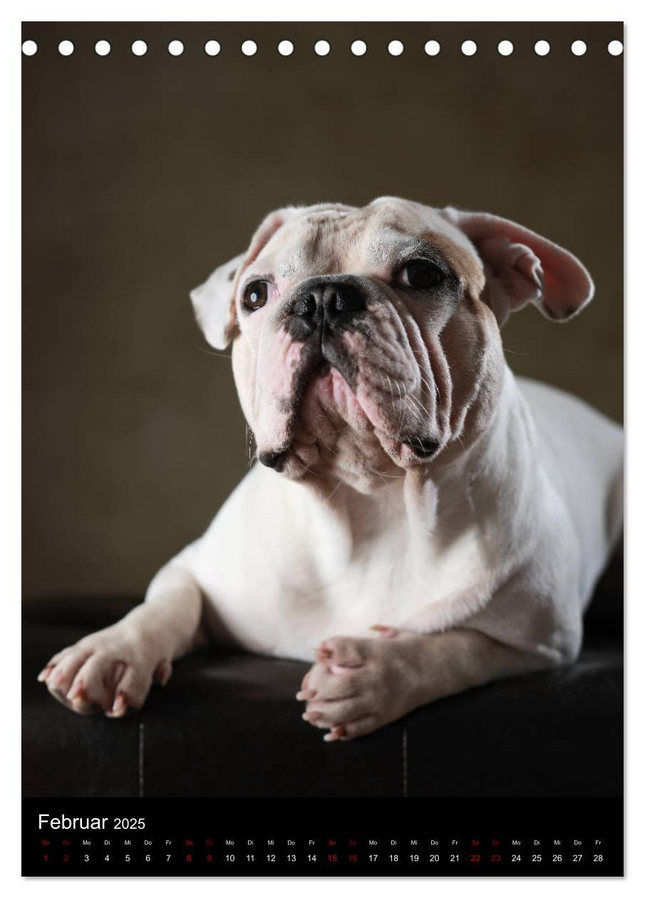 Bild: 9783435999040 | Bullys mit Charme - Französische Bulldoggen im Portrait...