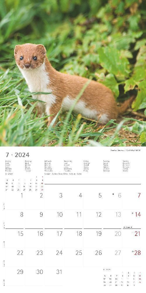 Bild: 4251732335496 | Wald und Flur 2024 - Broschürenkalender 30x30 cm (30x60 geöffnet) -...