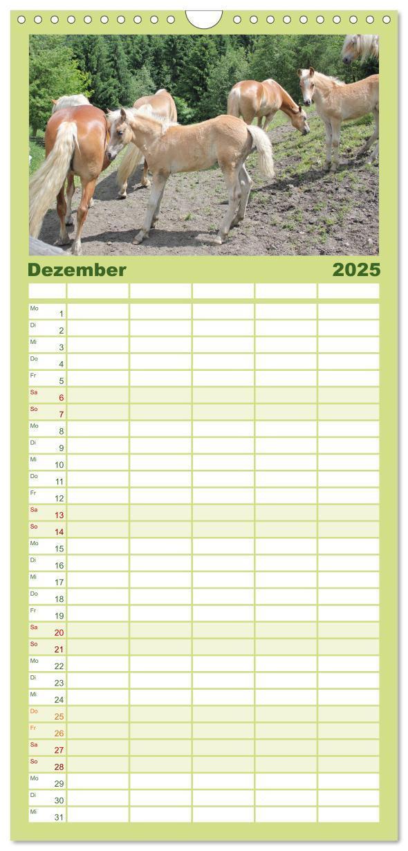 Bild: 9783457107294 | Familienplaner 2025 - Alpenpferde mit 5 Spalten (Wandkalender, 21 x...