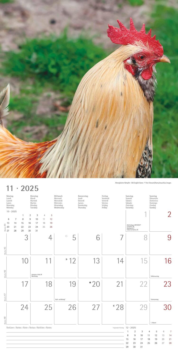 Bild: 4251732344306 | Hühner 2025 - Broschürenkalender 30x30 cm (30x60 geöffnet) -...