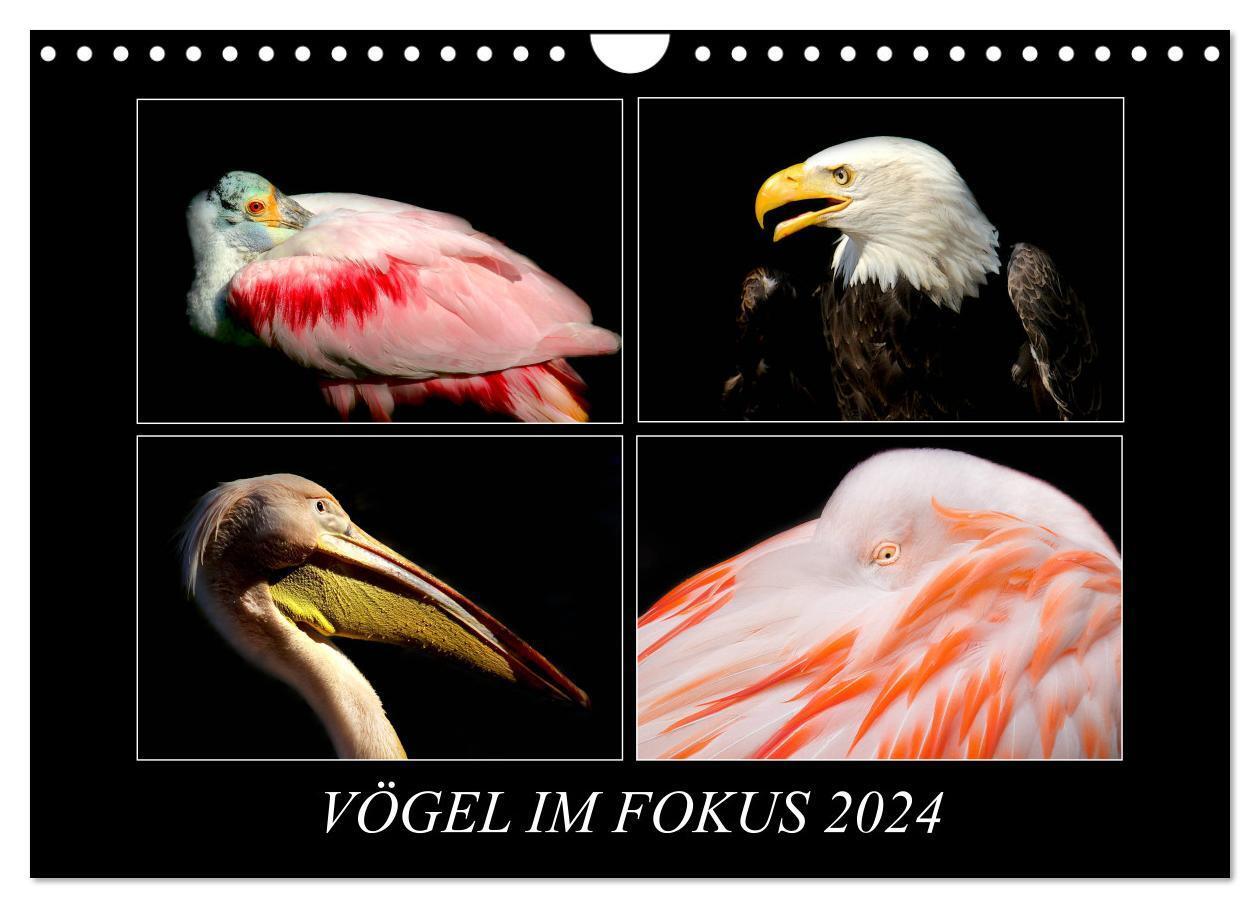 Cover: 9783675533769 | Vögel im Fokus 2024 (Wandkalender 2024 DIN A4 quer), CALVENDO...