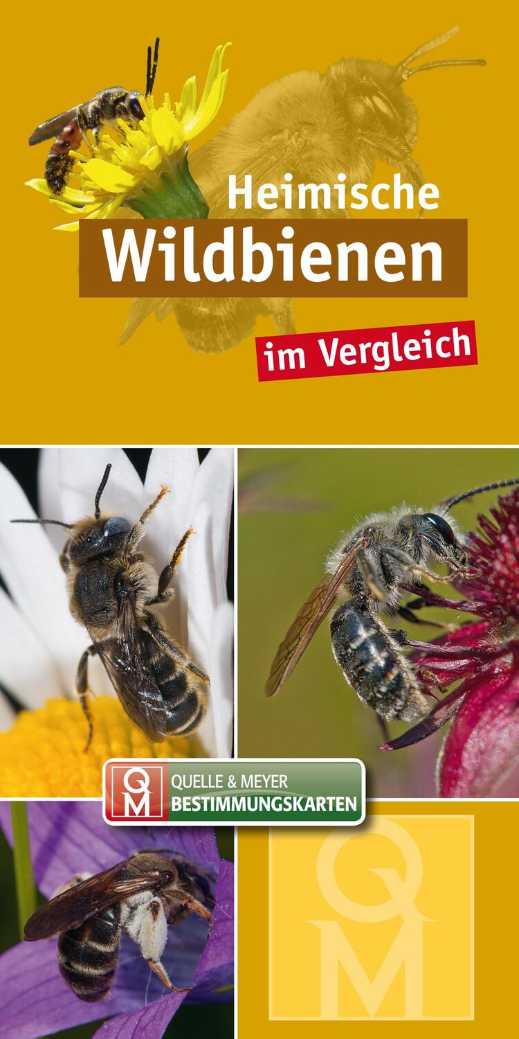 Cover: 9783494018287 | Heimische Wildbienen | im Vergleich | Quelle &amp; Meyer Verlag | 10 S.