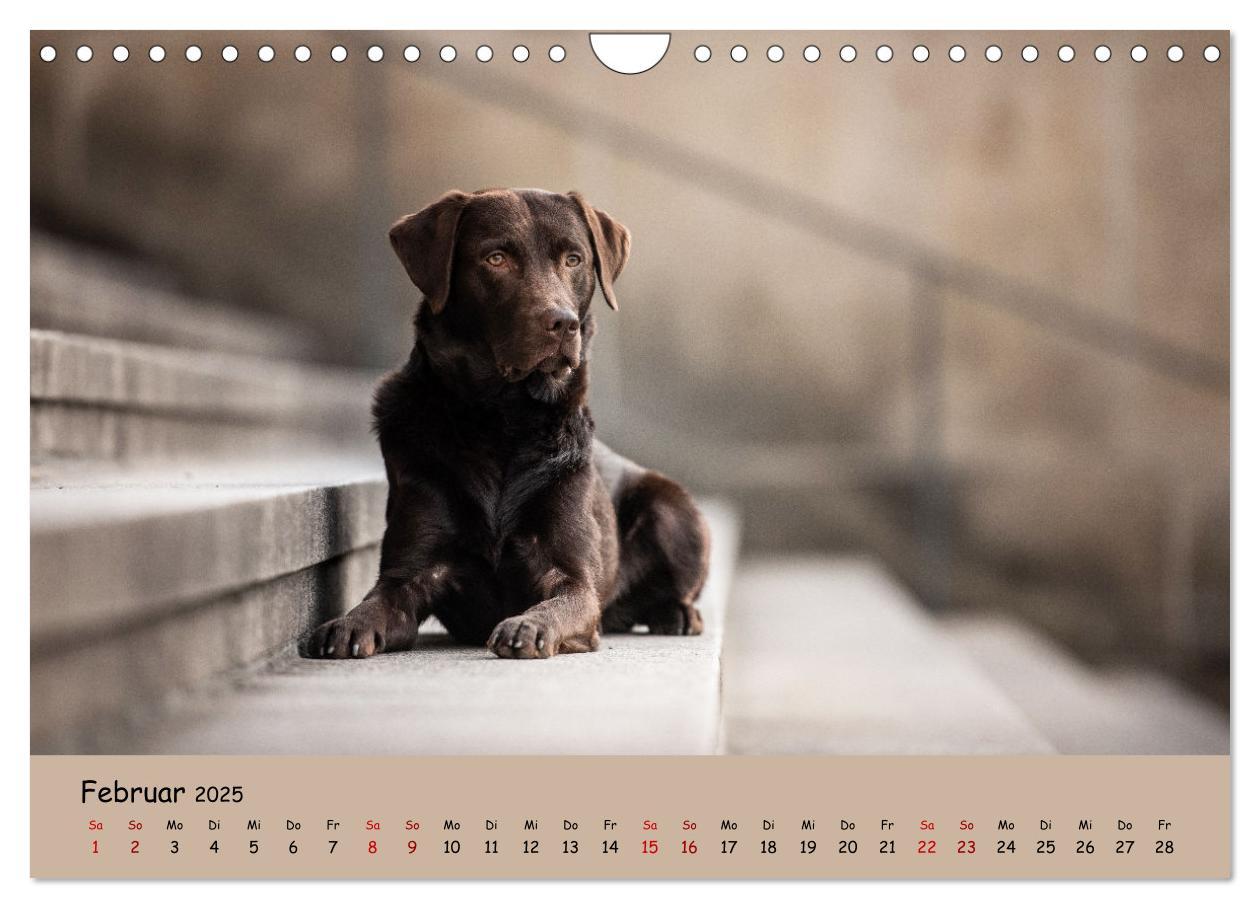 Bild: 9783383960611 | Labrador Retriever - Vielfalt auf Vier Pfoten (Wandkalender 2025...