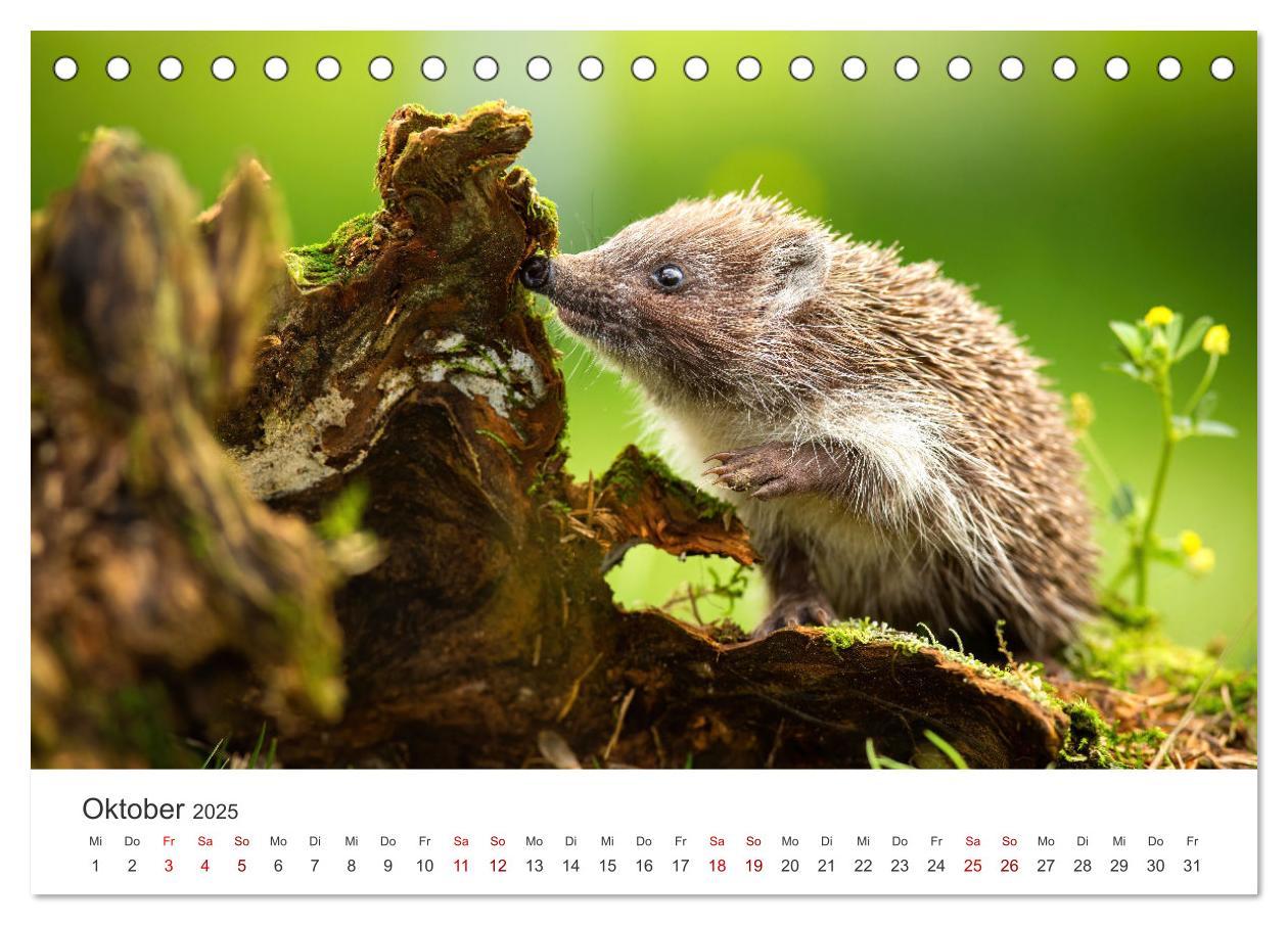 Bild: 9783383940613 | Igel - Niedliche kleine Stachelritter (Tischkalender 2025 DIN A5...