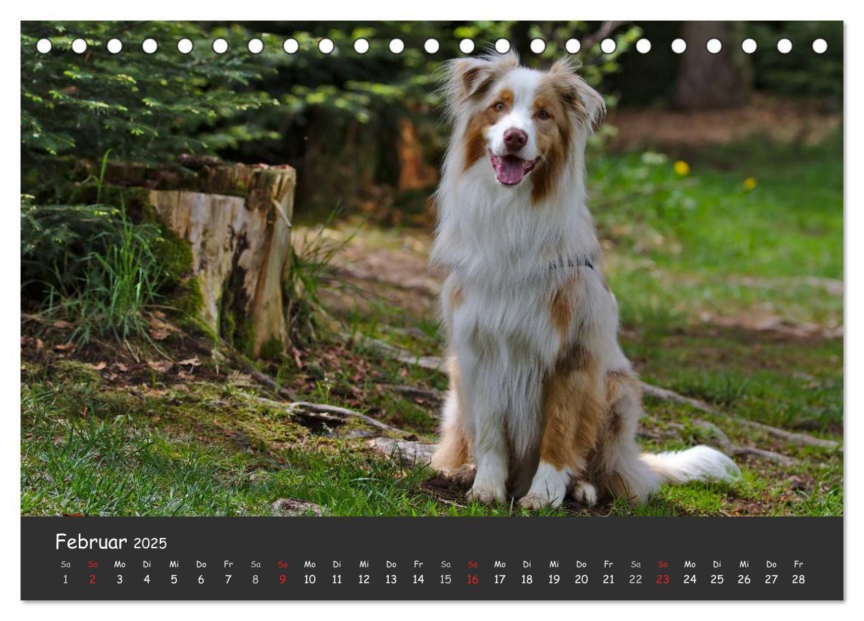 Bild: 9783435581344 | Australian Shepherd - Augenblicke (Tischkalender 2025 DIN A5 quer),...