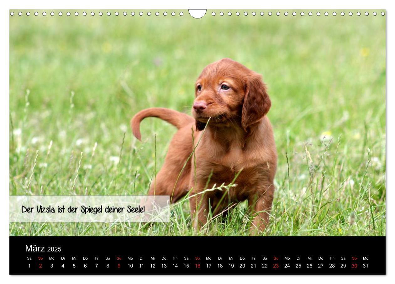 Bild: 9783435518838 | Magyar Vizsla - Zauberhafte Kobolde (Wandkalender 2025 DIN A3...