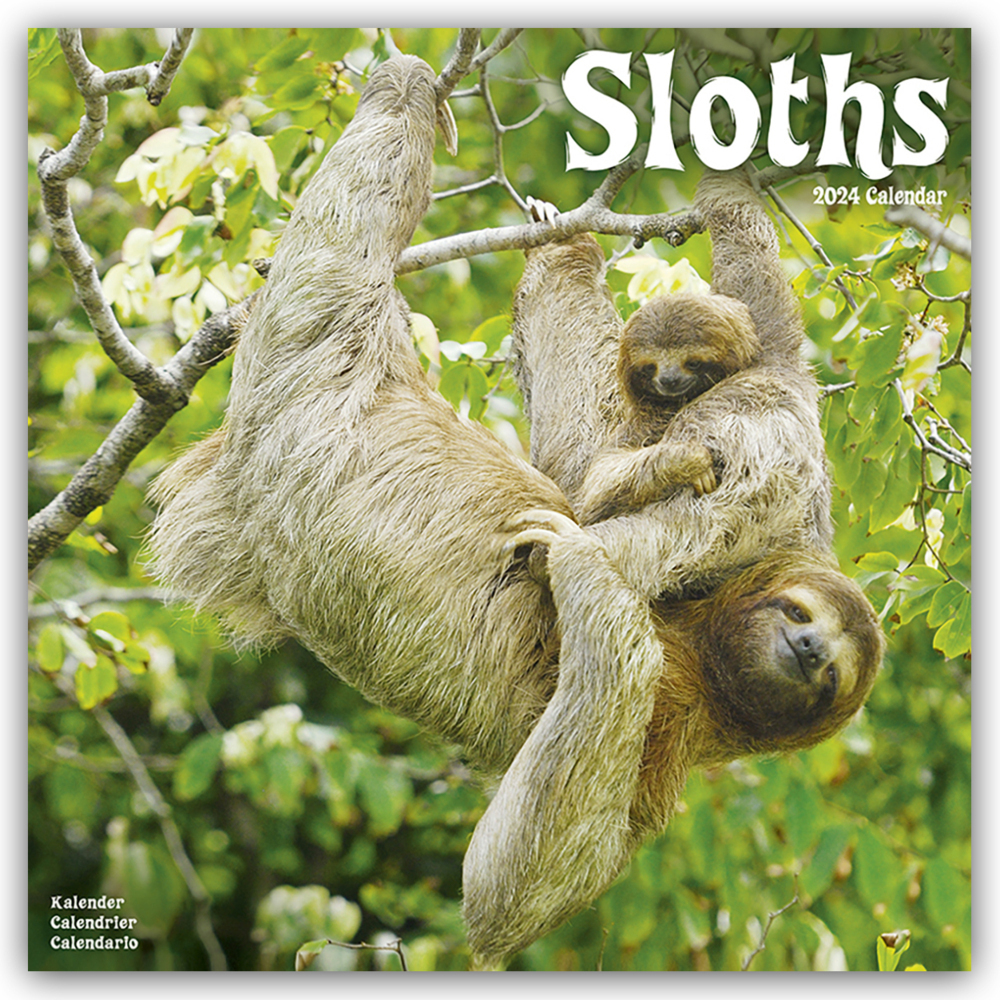 Cover: 9781804601570 | Sloths - Faultiere 2024 - 16-Monatskalender | Avonside Publishing Ltd