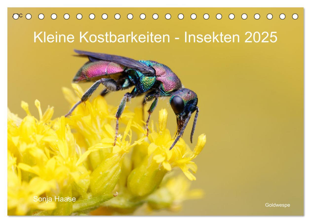 Cover: 9783383987816 | Kleine Kostbarkeiten Insekten (Tischkalender 2025 DIN A5 quer),...