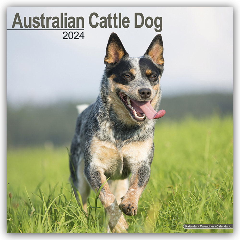 Cover: 9781804600061 | Australian Cattle Dog - Australische Cattle Dogs 2024 -...