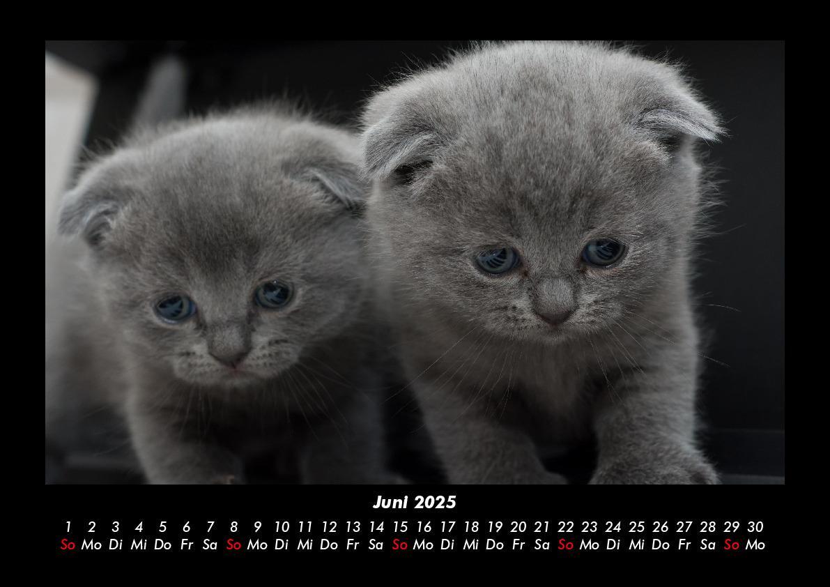 Bild: 9783755979449 | Katzen 2025 Fotokalender DIN A3 | Tobias Becker | Kalender | Kalender