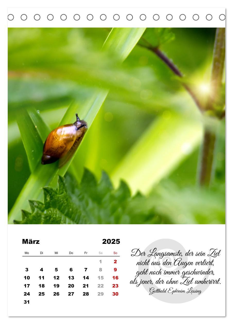 Bild: 9783435899906 | Schnecklein (Tischkalender 2025 DIN A5 hoch), CALVENDO Monatskalender