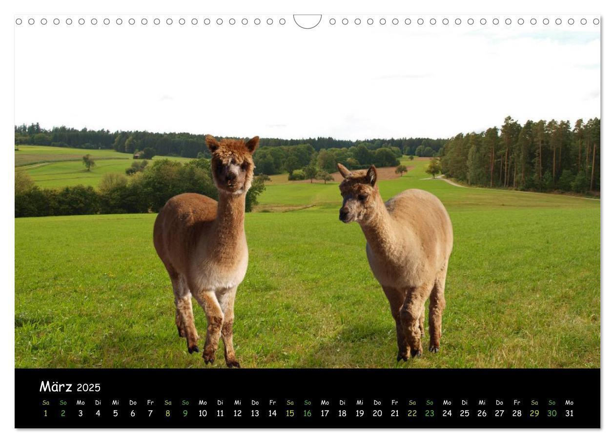 Bild: 9783435562275 | Alpakas zum Verlieben (Wandkalender 2025 DIN A3 quer), CALVENDO...